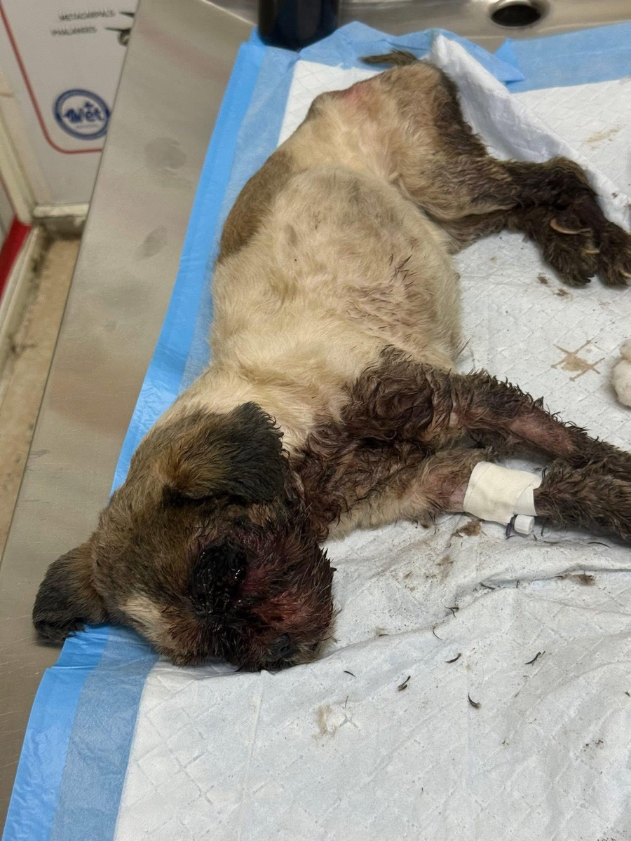 Injured dog with a bandaged leg on the clinic table