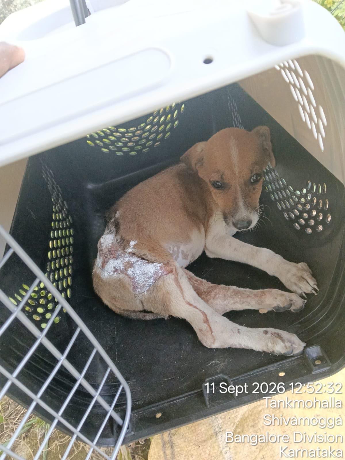 Injured puppy safe in a carrier during rescue