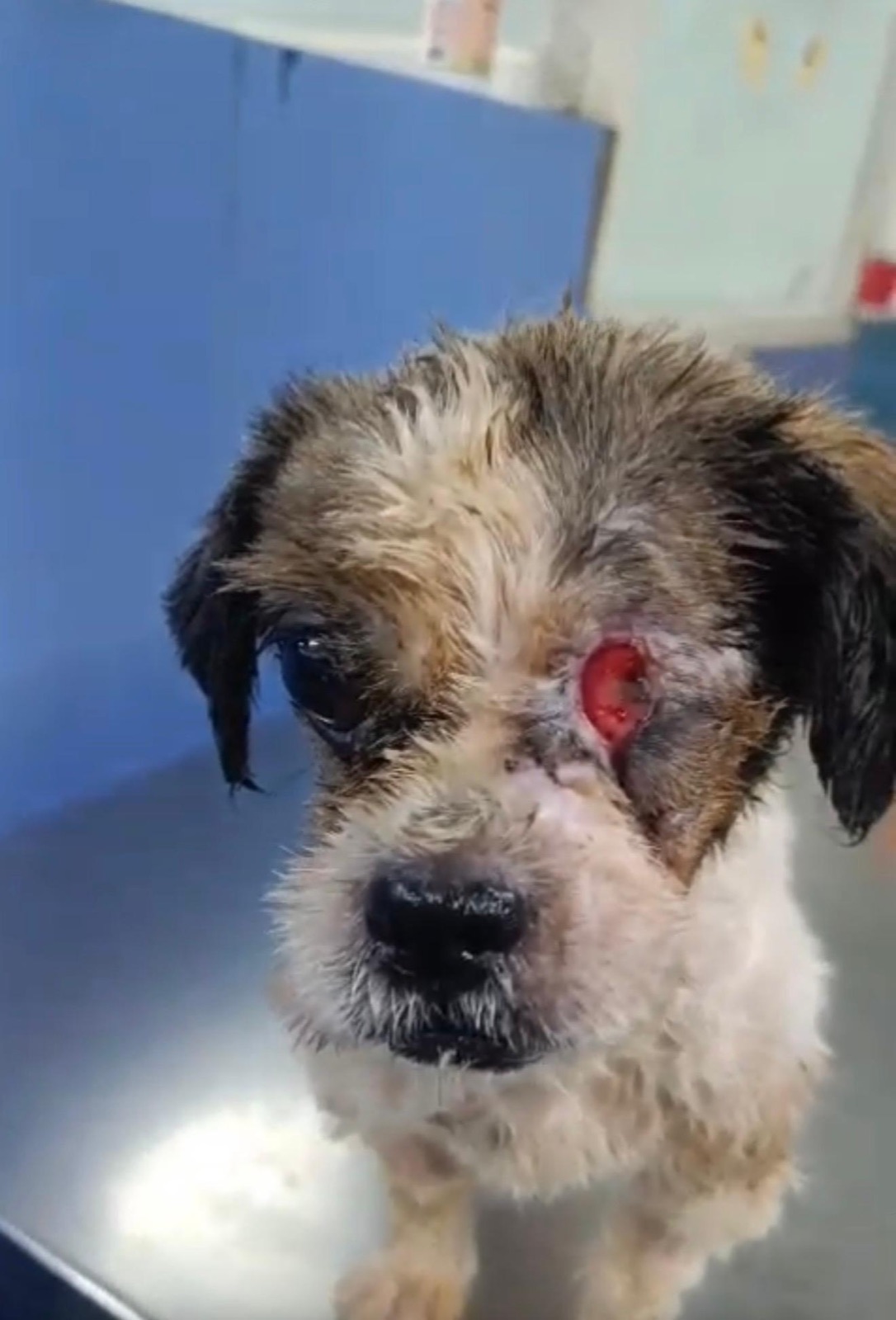 Small dog with an eye injury waiting for treatment