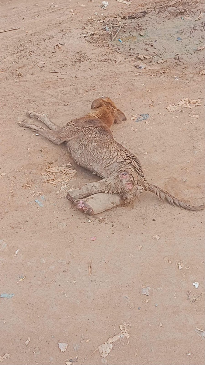 Injured dog found lying on a dirt road