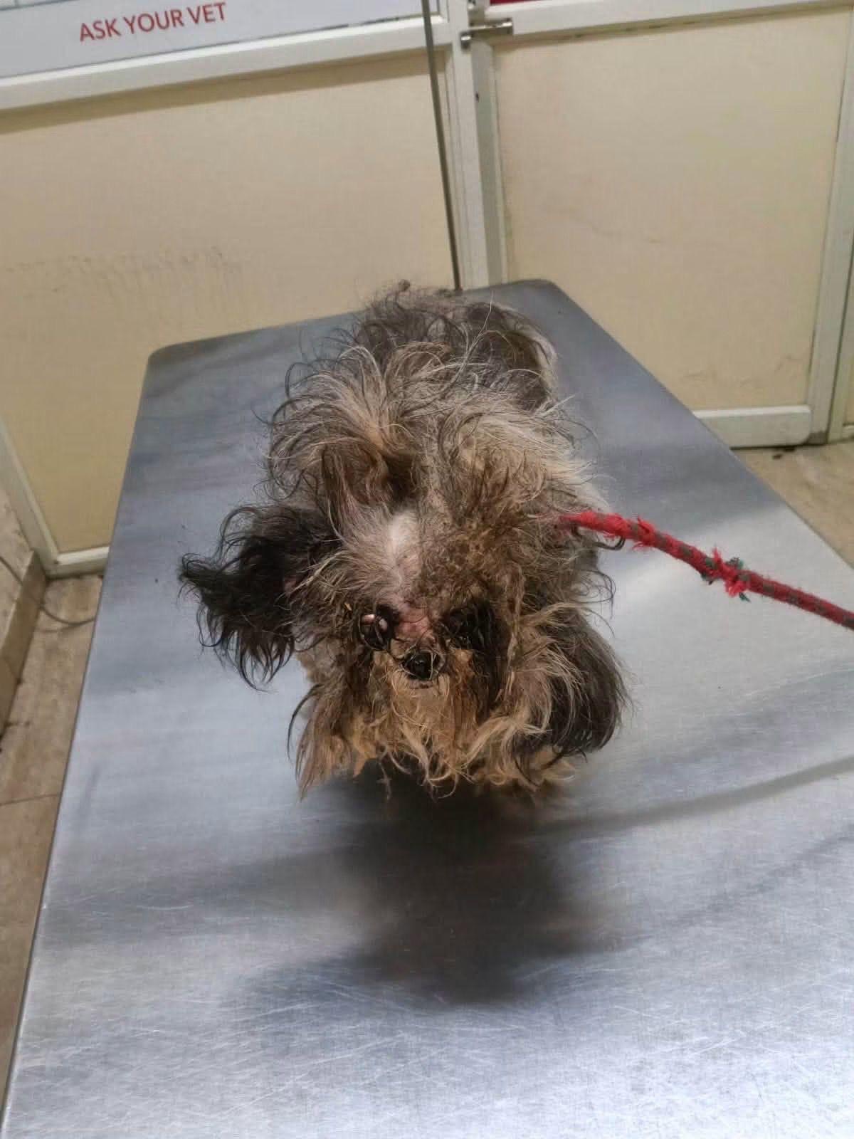 Neglected dog with a badly matted coat at the vet