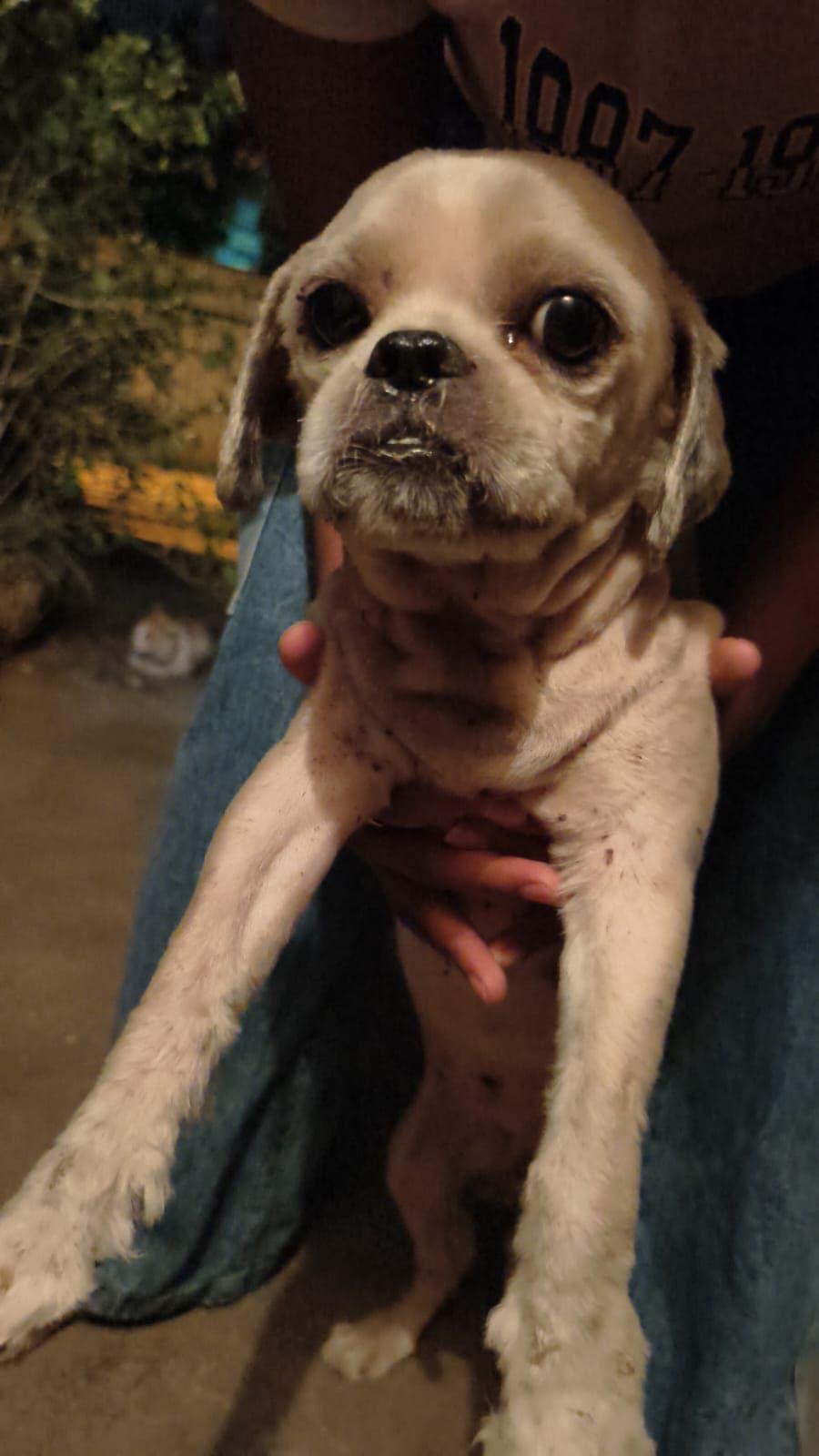 Rescued dog held safely in a volunteer's arms