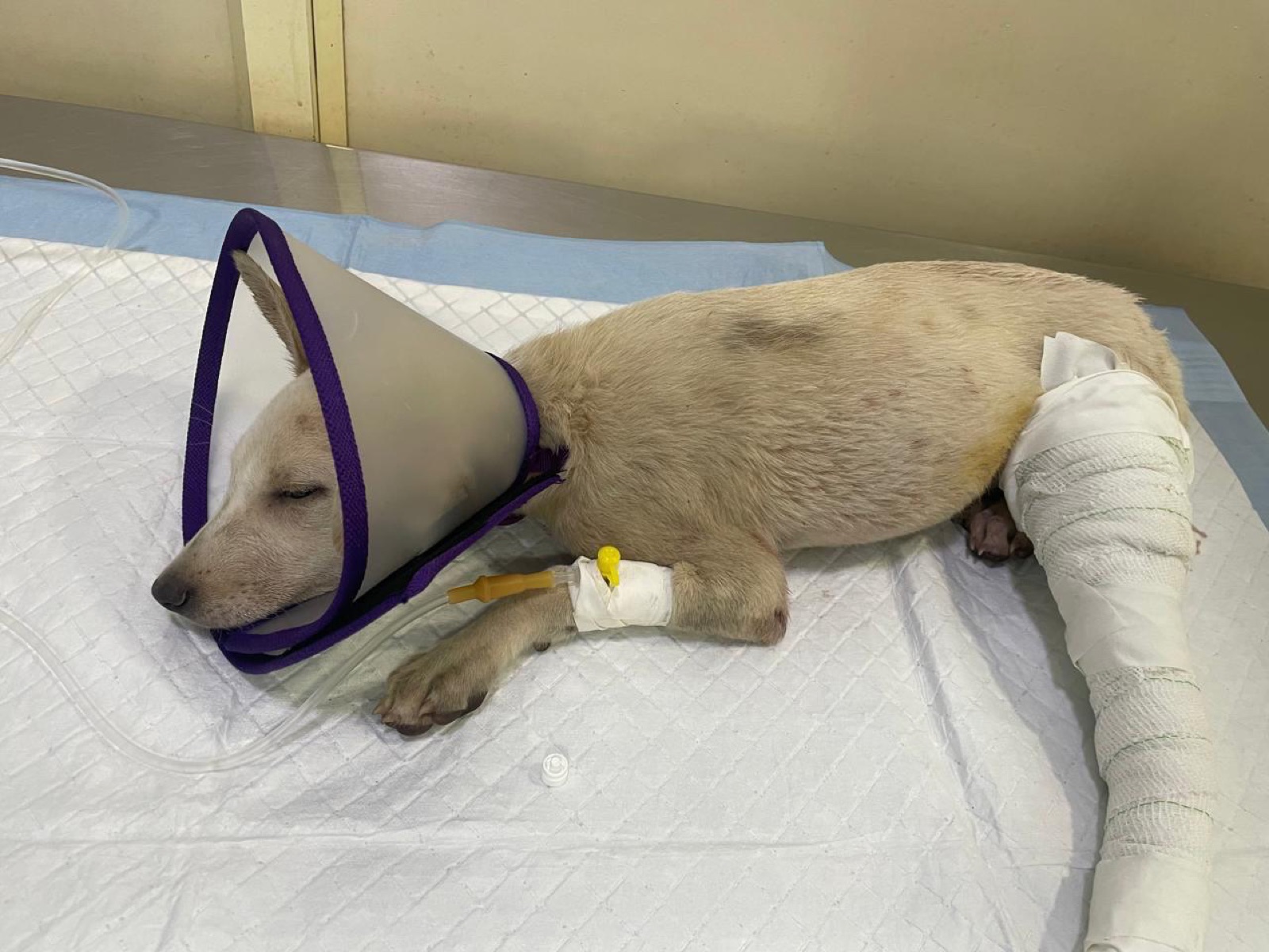 Rescued dog resting in a cone with an IV line and a bandaged leg