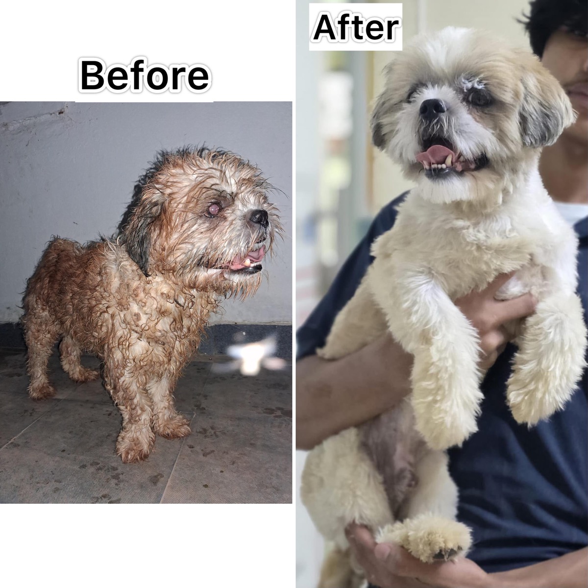 Before and after: a matted, frightened Shih Tzu rescued from the street, then groomed, healthy and happy in a volunteer's arms
